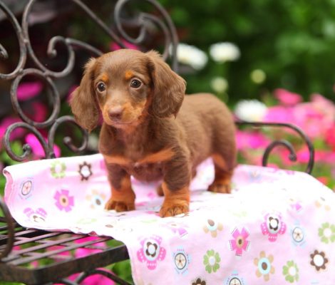 A,Miniature,Dachshund,Puppy,Stands,On,A,Black,,Wrought,Iron