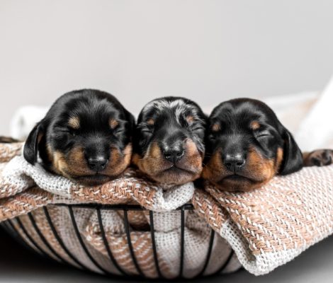 Cute,Newborn,Dachshund,Puppies,Sleeping,In,A,Basket